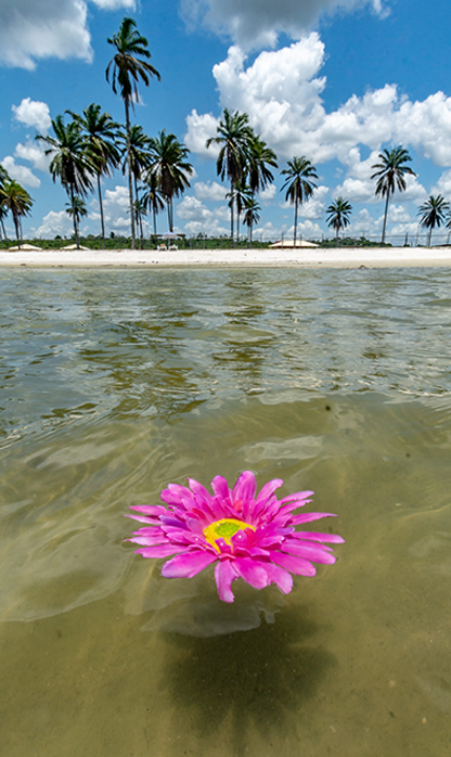 A flor e o mar